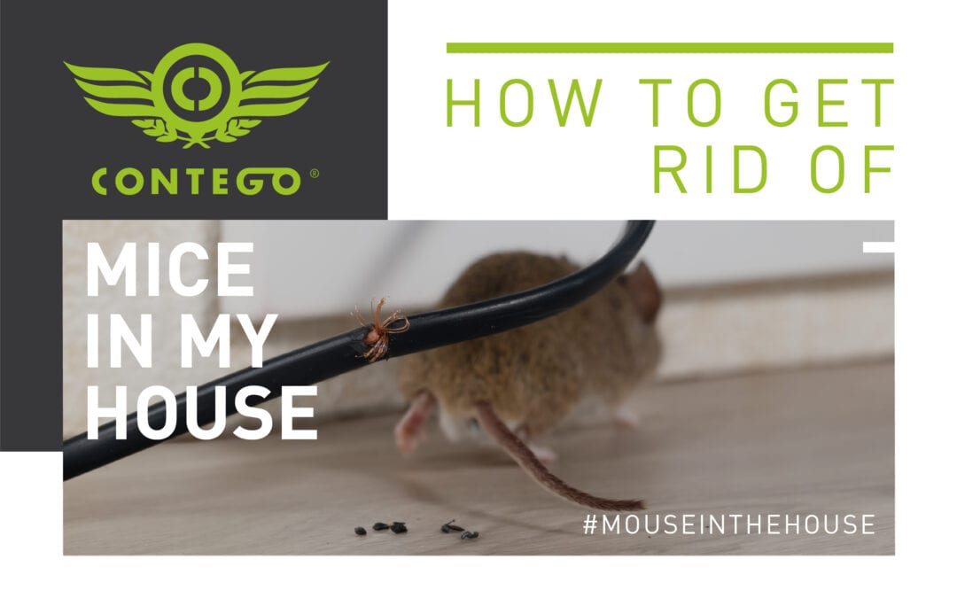 How Do I Get Rid Of Mice In My House?