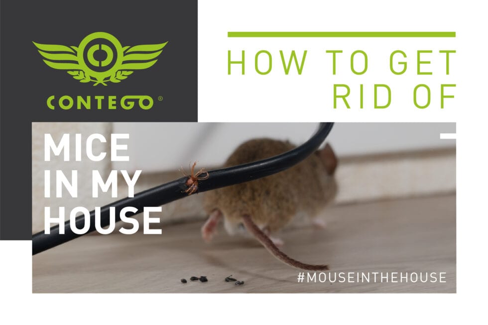 How Do I Get Rid Of Mice In My House? Contego