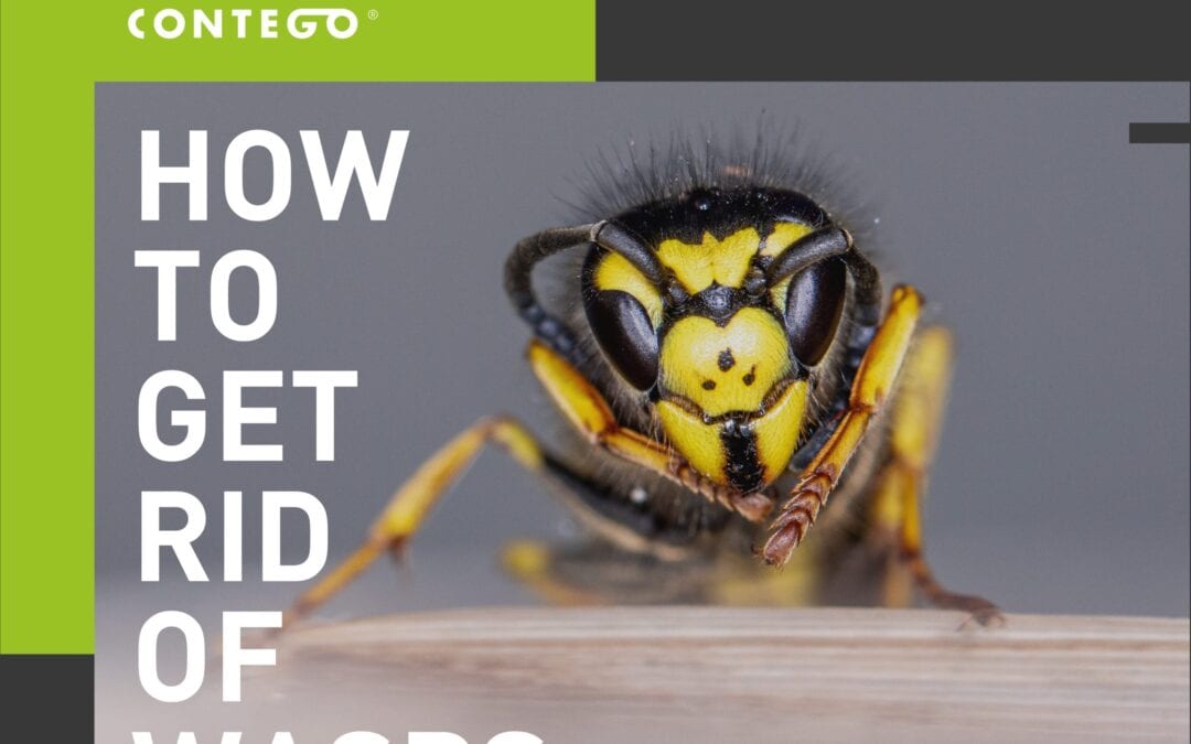 How to Get Rid Of Wasps From My Home