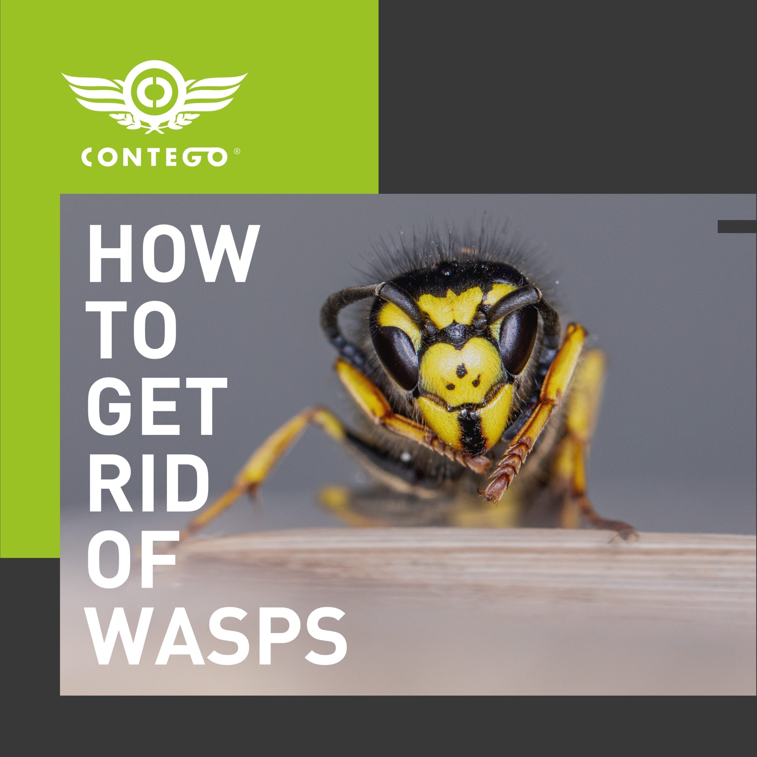 How to Get Rid Of Wasps From My Home Contego
