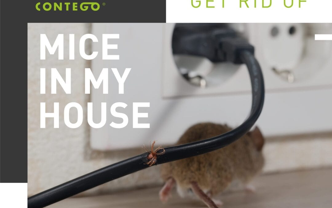 How Do I Get Rid of Mice in My House?