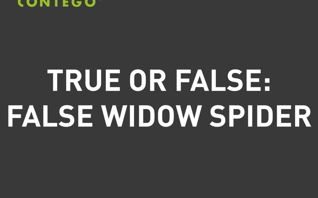 True Or False? False Widow Spider