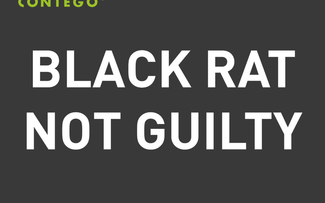 Black Rat Not Guilty
